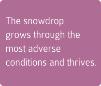 The snowdrop grows through the most adverse conditions and thrives.